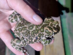 Зелёная жаба (Bufotes viridis)