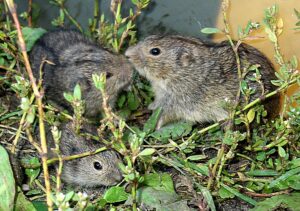Степная пеструшка (Lagurus lagurus)