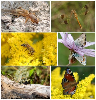 День энтомолога 2026